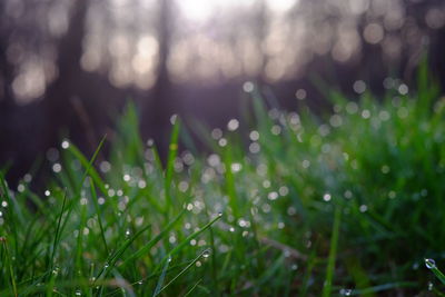 Close-up of wet grass