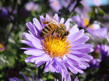 Close-up of bee pollinating on purple flower