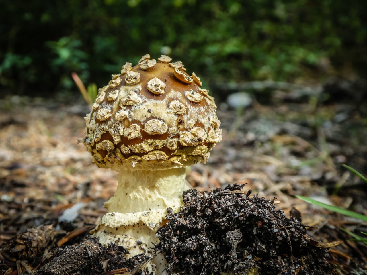 CLOSE-UP OF MUSHROOMS GROWING ON LAND