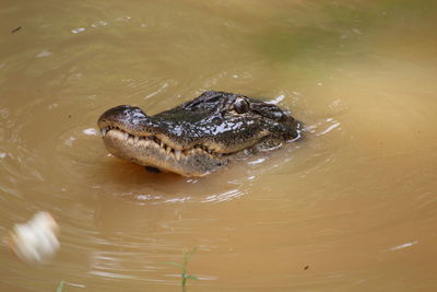 High angle view of an alligator in lake