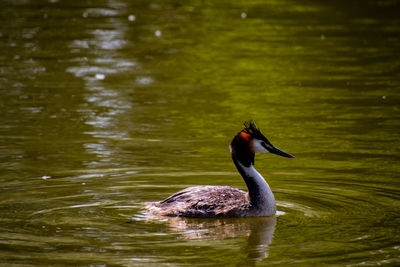 Duck swimming in lake