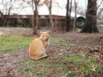 Cat sitting on a field