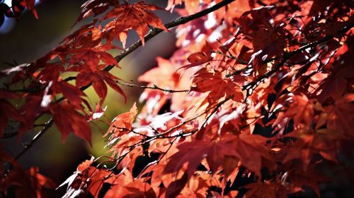 Low angle view of maple leaves on tree