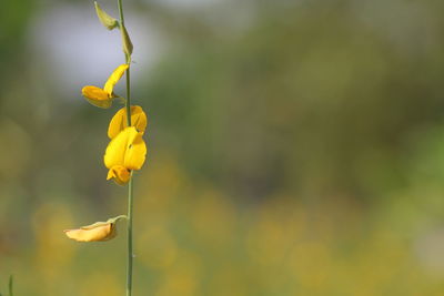 Close-up of yellow flowering plant