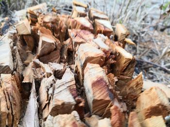 Close-up of dried leaves on wood