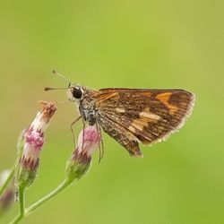 Close-up of butterfly pollinating on flower