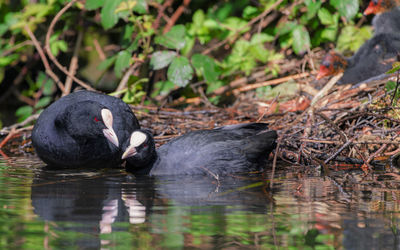 Duck swimming in lake