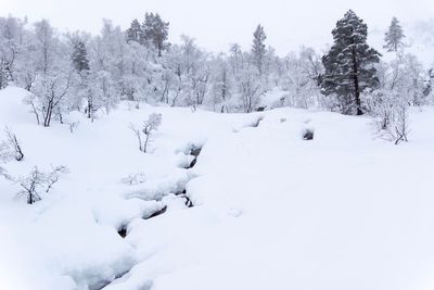 Snow covered land and trees