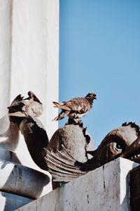 Low angle view of bird perching on a structure