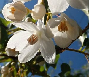 Close-up of white flowers blooming outdoors