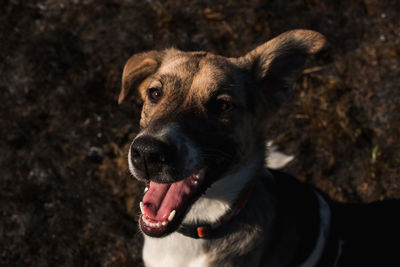 Close-up portrait of dog