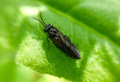 Close-up of insect on leaf