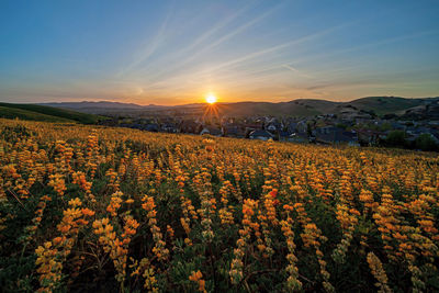 Yellow lupines blossoming in san ramon, tri-valley, california
