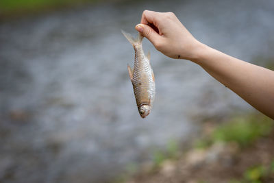 Cropped hand of woman holding seashell