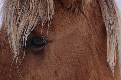 Close-up of a horse