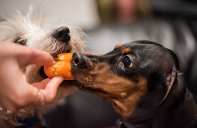 Close-up of hand feeding dogs