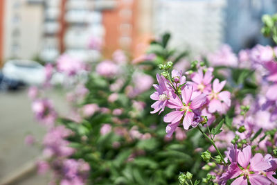 Close-up of pink flowering plant
