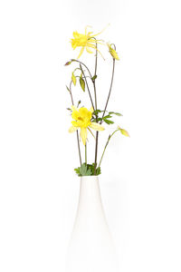 Close-up of yellow flower in vase against white background