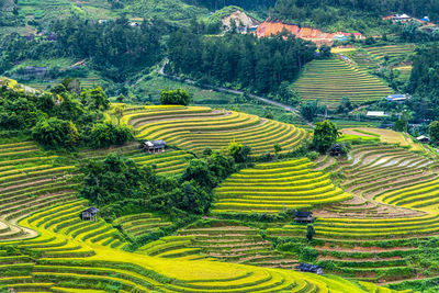 High angle view of agricultural field