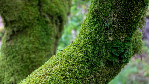 Forrest in oban, mull. lot's of lush green foliage and this moss-covered tree branch