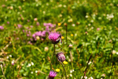 Close-up of purple flowering plant