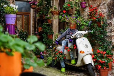 Potted plants against wall