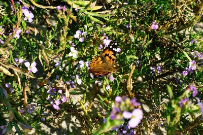 Butterfly on purple flower