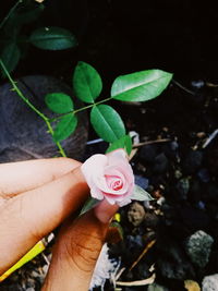 Close-up of hand holding rose bouquet