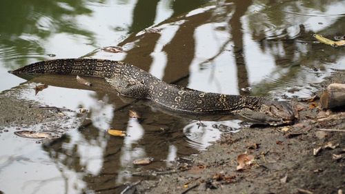 Close-up of crocodile in lake