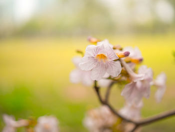 Close-up of white cherry blossoms