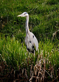 Close-up of gray heron perching on grass