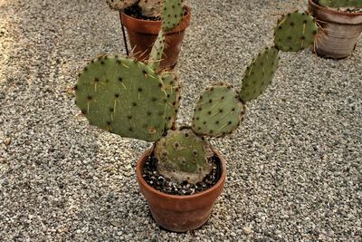 High angle view of cactus plant