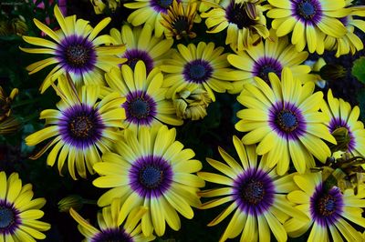 Close-up of yellow flower