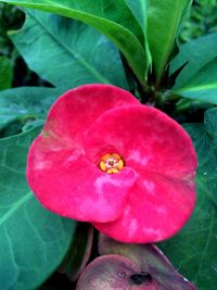 Close-up of insect on red flower