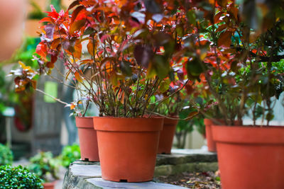 Close-up of potted plant in yard