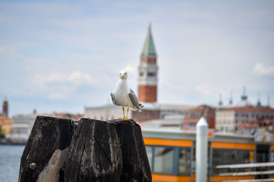 Seagull perching on wooden post against buildings