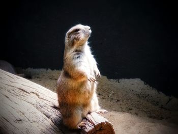 Close-up of looking away sitting on land