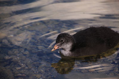Close-up of duck swimming on lake