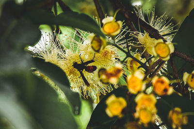 Close-up of insect on yellow flower