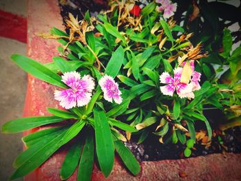 High angle view of pink flowers blooming outdoors