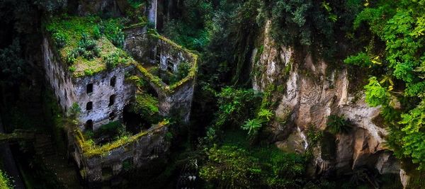 Full frame shot of trees
