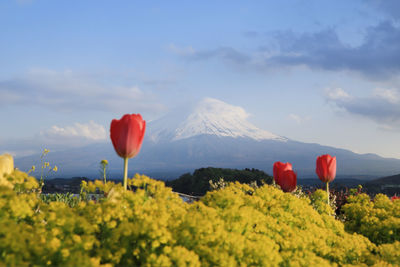 Red flower growing on land against sky