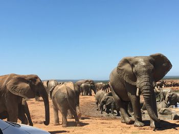 Elephants in a safari in south africa