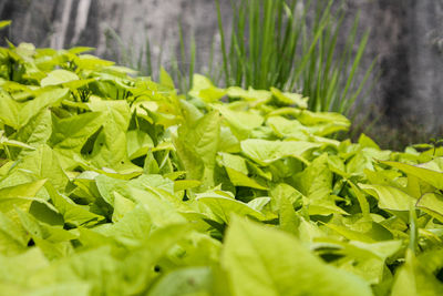 Close-up of fresh green leaves