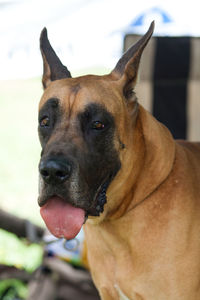 Portrait of great dane