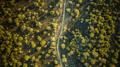 Aerial view of trees growing on landscape