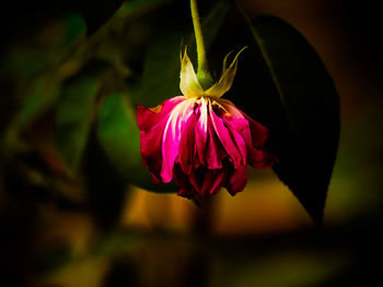 Close-up of pink flower blooming outdoors