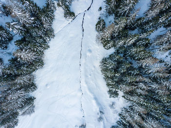 Snow covered pine trees