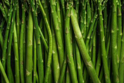 Full frame shot of bamboo plants