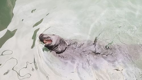 Close-up of dog swimming in water